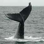 blue whale - this is not a fluke